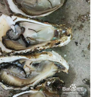 买到的新鲜生蚝如何保存?