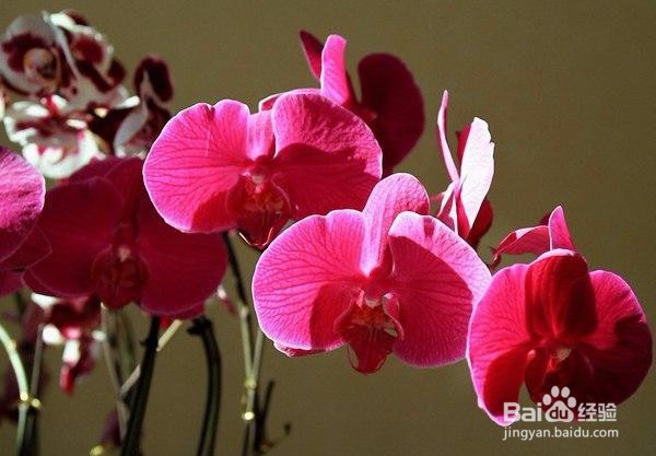 如何使蝴蝶兰多开花