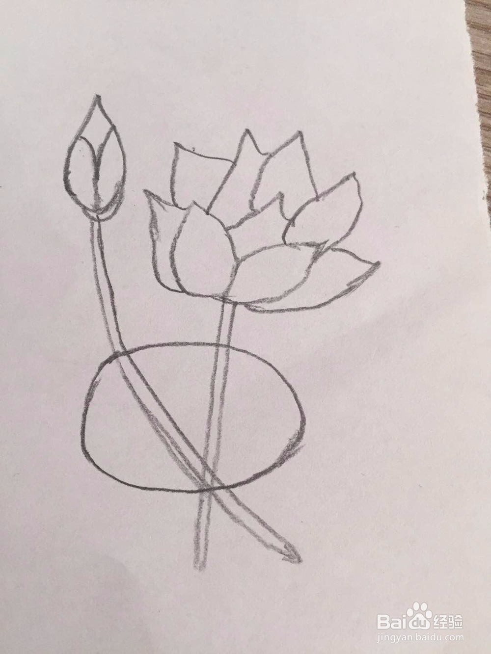 简笔画荷花的画法步骤