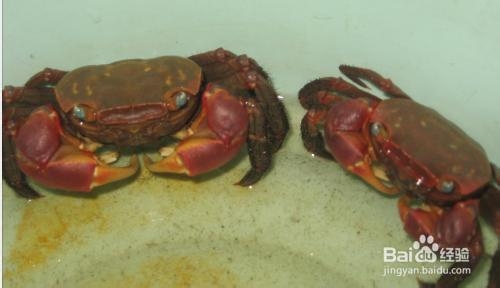 海蟹如何保存