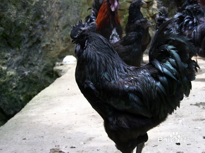 癌症患者最好的药膳