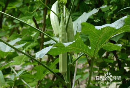 选择秋葵做菜有哪些窍门