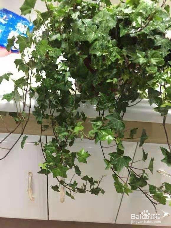 3种花，卧室客厅养1盆，甲醛少了，睡觉也香了！