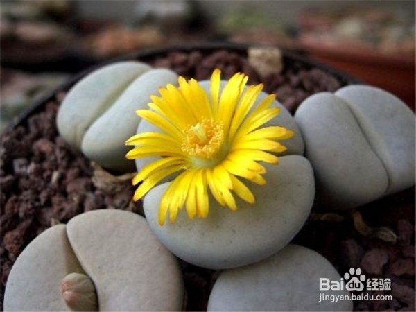 如何养好多肉植物生石花