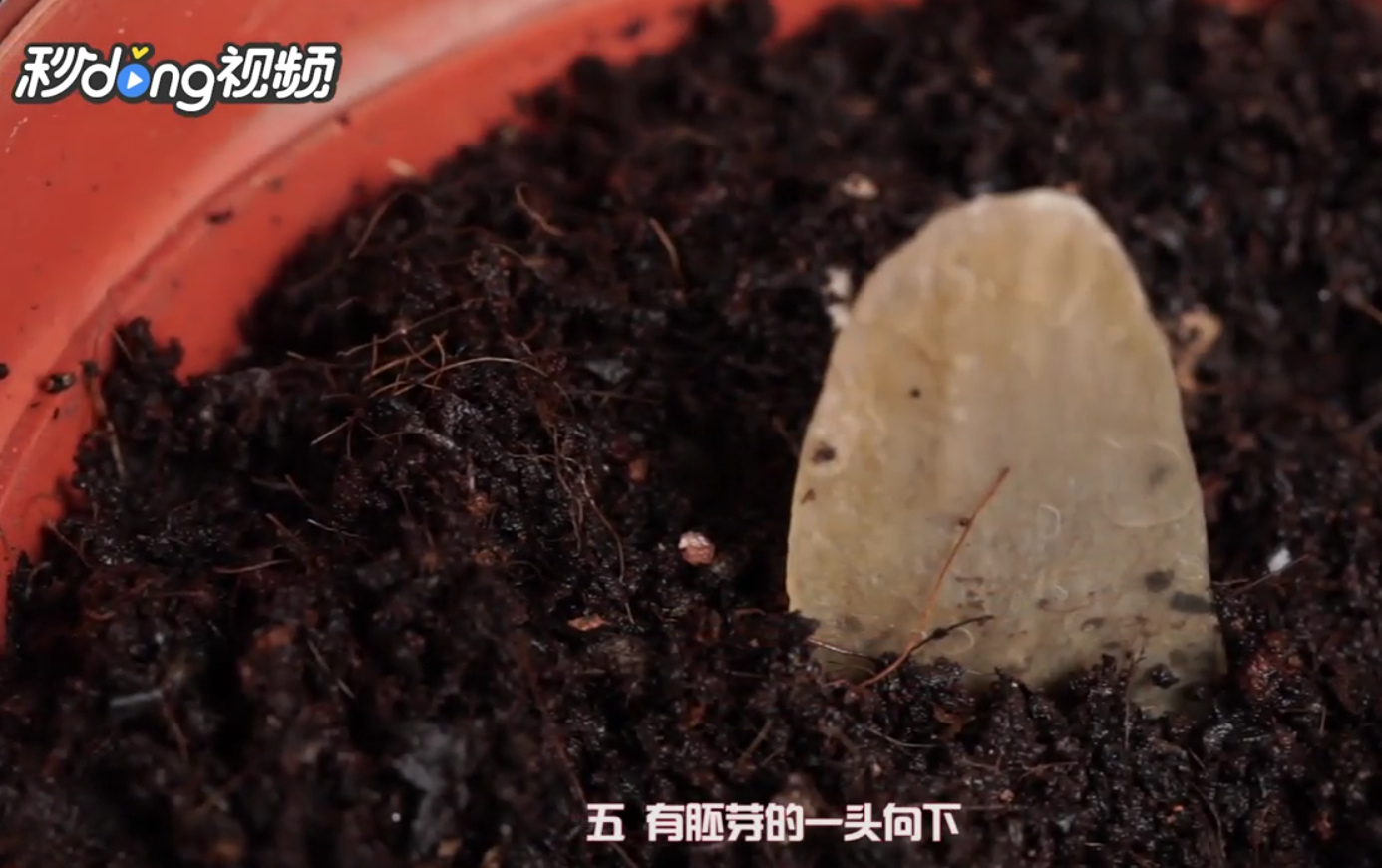 如何栽种芒果种子小盆栽