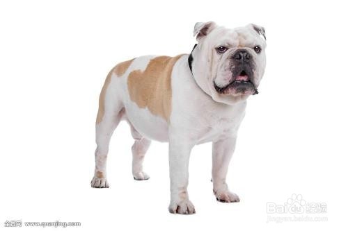 如何快速区分巴哥 和斗牛