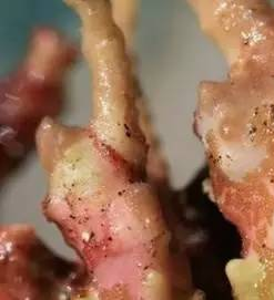 海缸玻璃上有扁虫怎么办