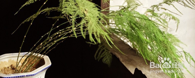文竹的养殖方法和注意事项?