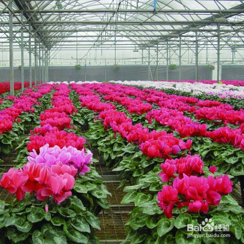 仙客来就剩一个种球怎么养