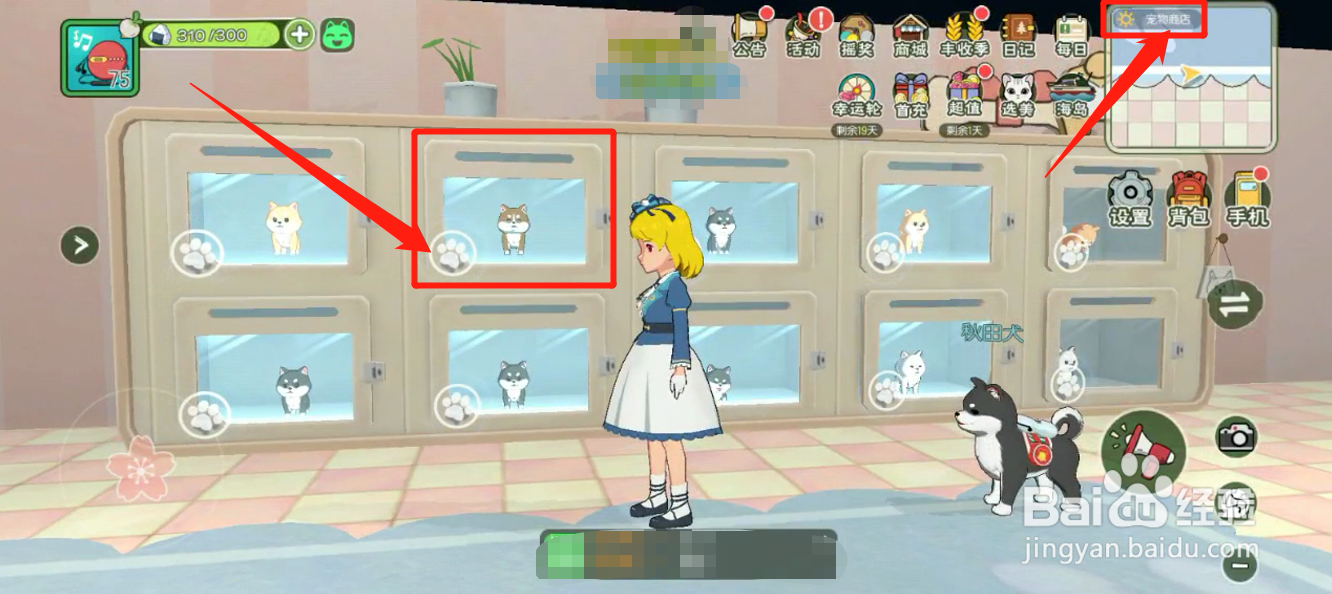 如何领养哈士奇