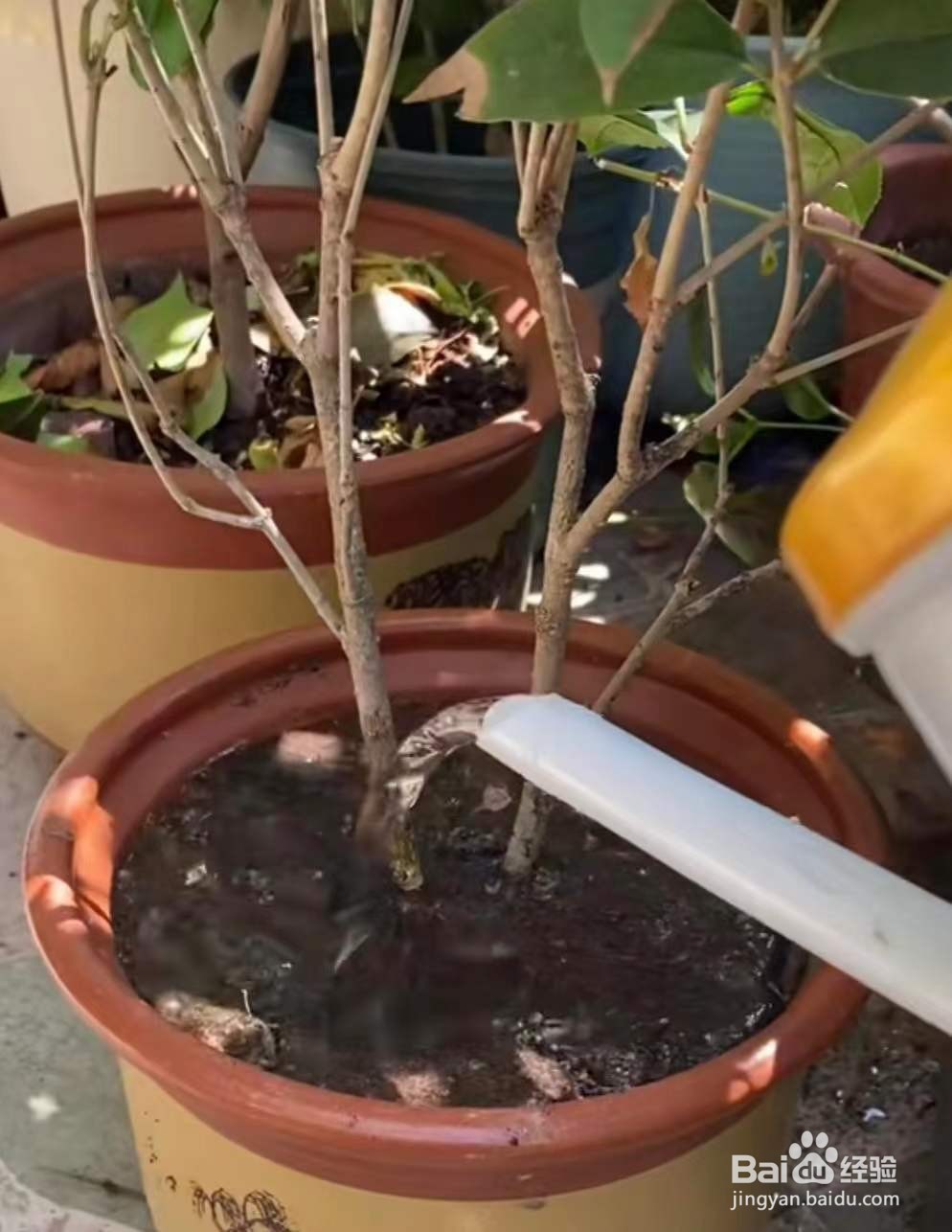 桂花今年怎么还没开花