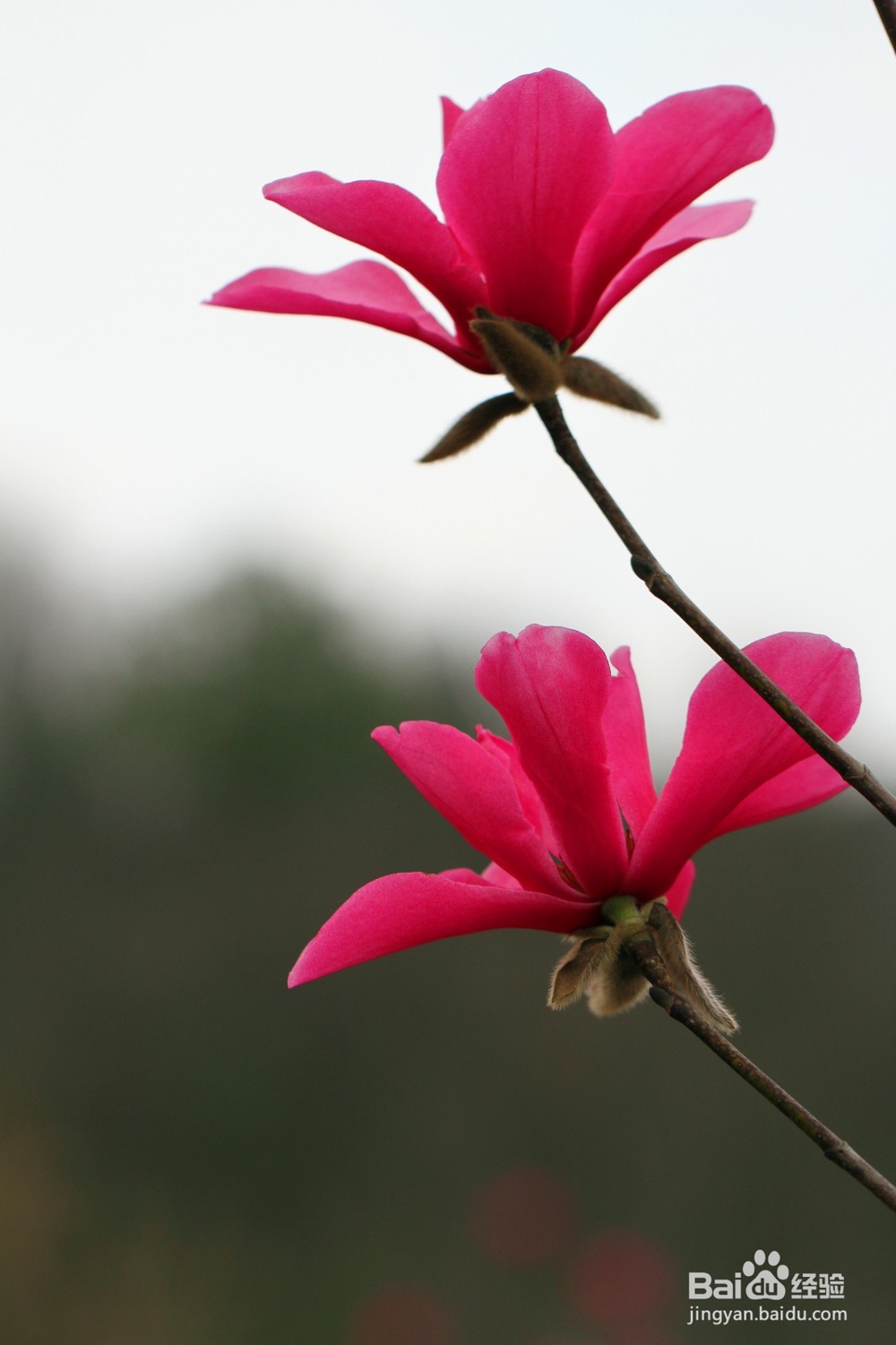 如何拍好红花玉兰