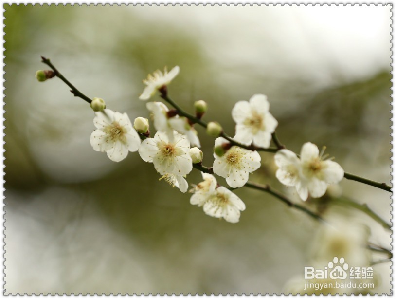 #过年#怎样欣赏拍摄腊梅？