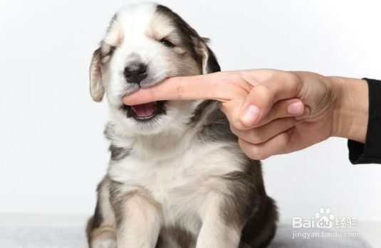 被狗咬了怎么办，这几个常识必懂！