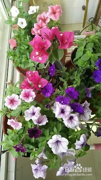 做好6件事,绿萝不死不伤,月季长寿花开满盆