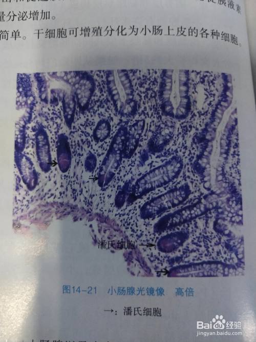 小肠绒毛手绘图 百度经验 小肠绒毛手绘图 百度经验