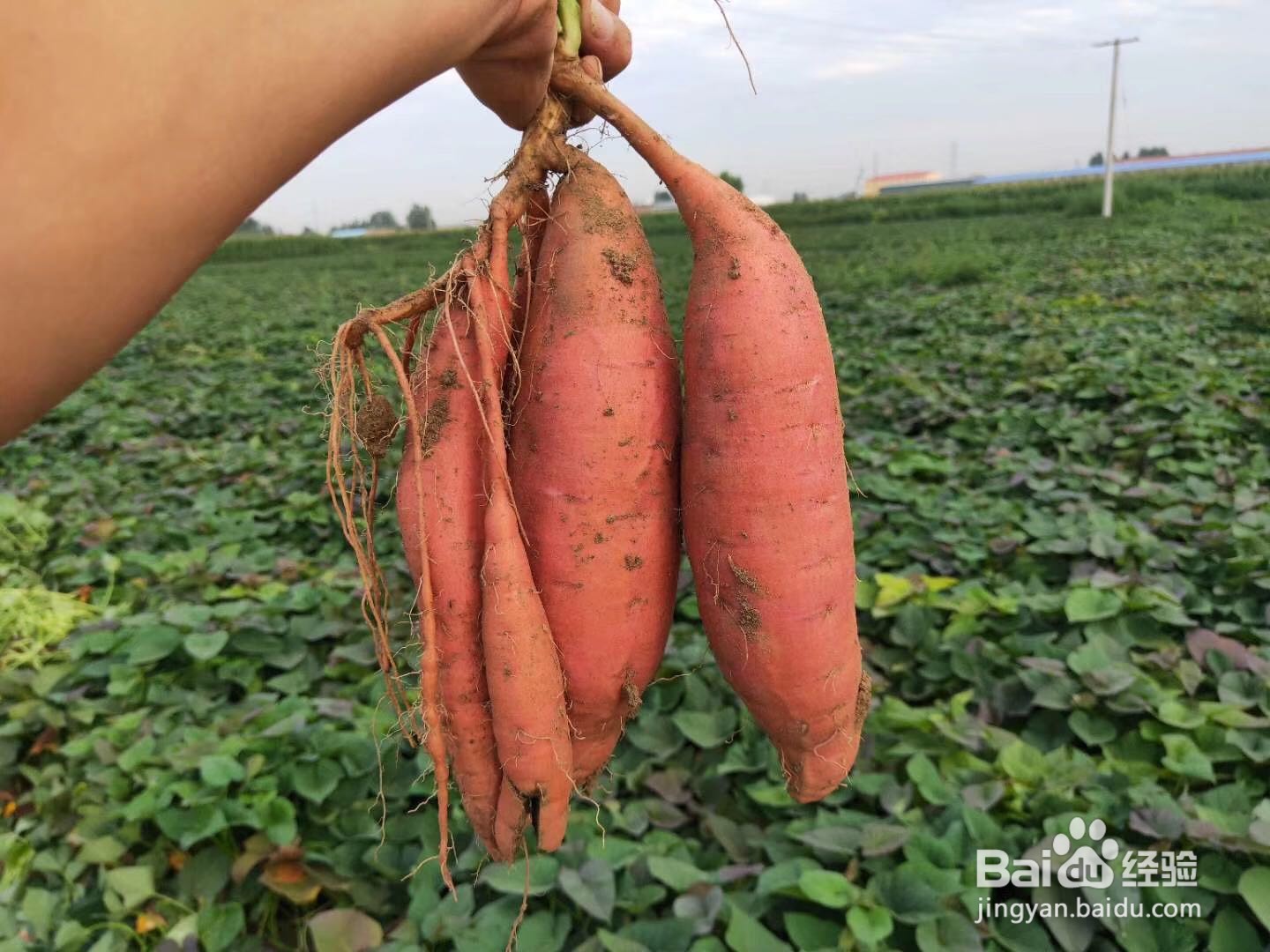 返蜜地瓜和返蜜红薯薯的区别是什么？