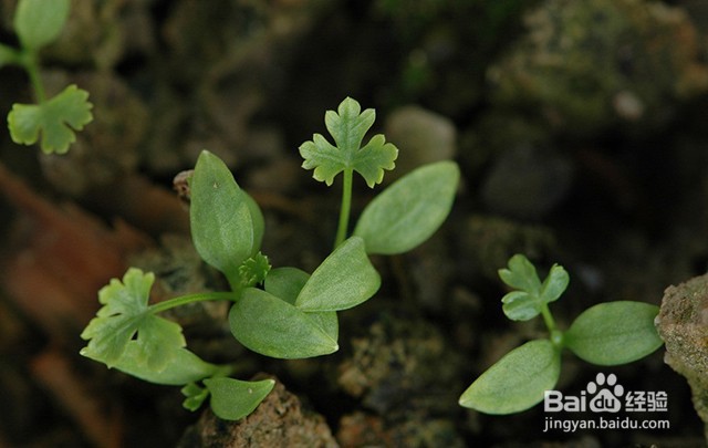 香菜的需肥要点和施肥要点都有什么?用什么肥?