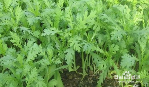 茼蒿菜怎么种植