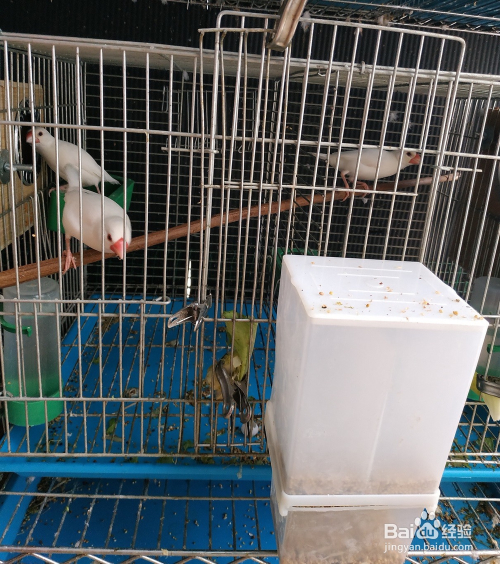 过年期间不在家,宠物鸟怎么办?