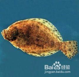 鲆鲽鱼如何养殖 百度经验 鲆鲽鱼如何养殖 百度经验