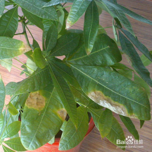 发财树掉叶子一碰就掉