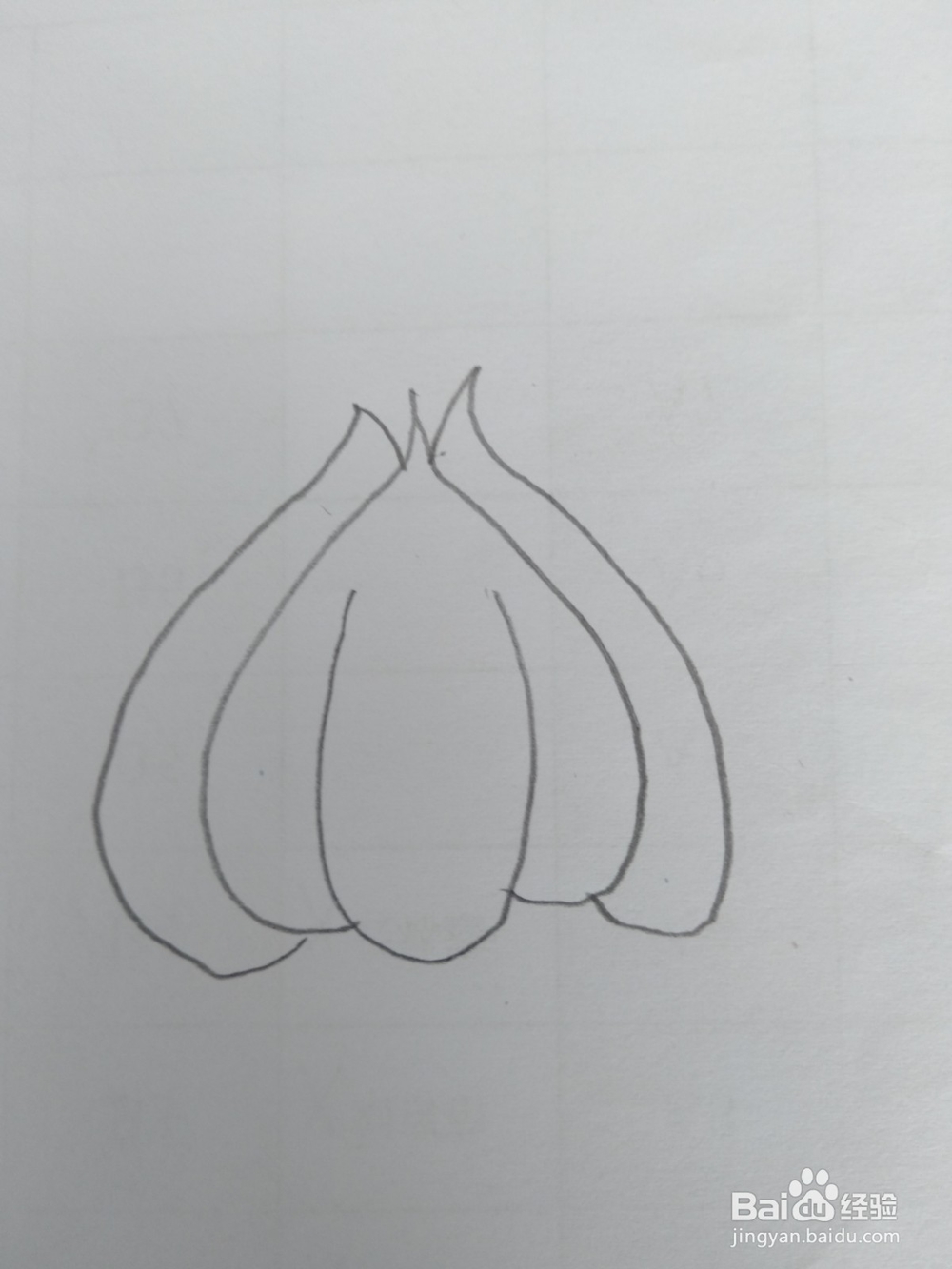 简笔画大蒜画法三