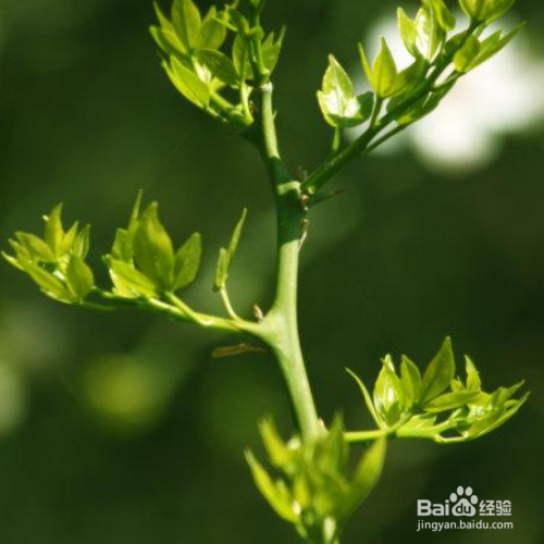 枳的培育方法和注意事项