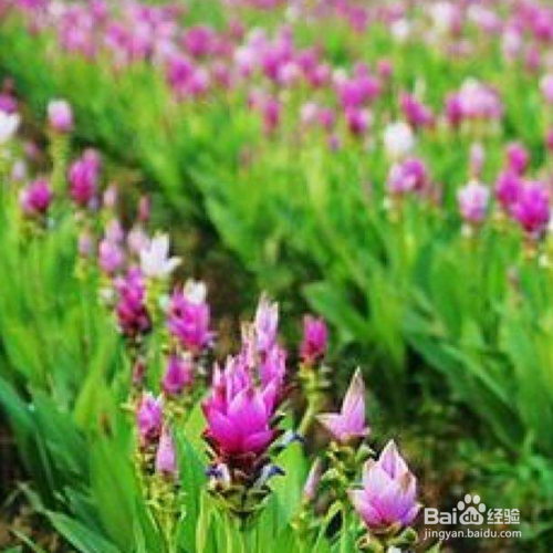 怎么养姜荷花