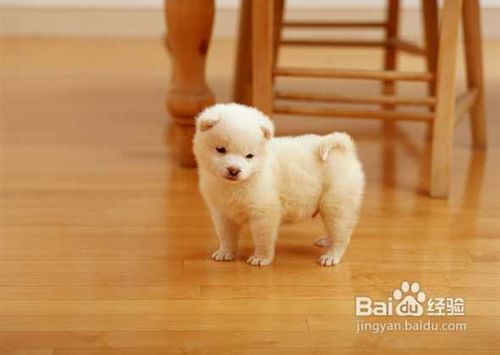 怎样预防犬副伤寒