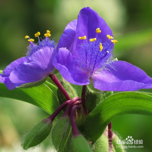 紫露草为什么叶子变黄了?