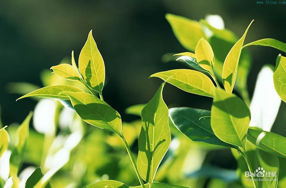 支气管炎的症状有哪几种类型?