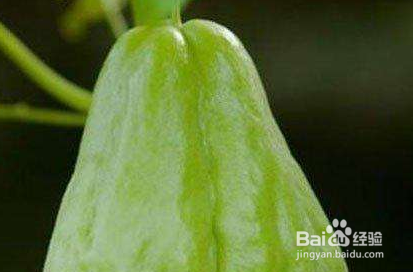 伊佛手的功效与食用方法