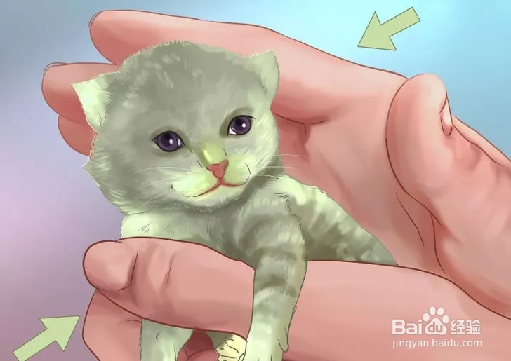 怎样照顾幼猫？