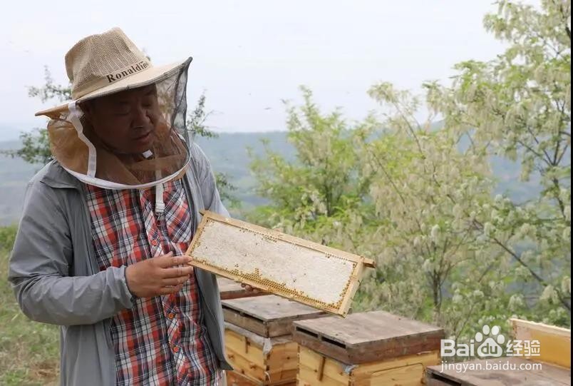 生菜和蜂蜜一起吃有什么好处?生菜和蜂蜜的作用
