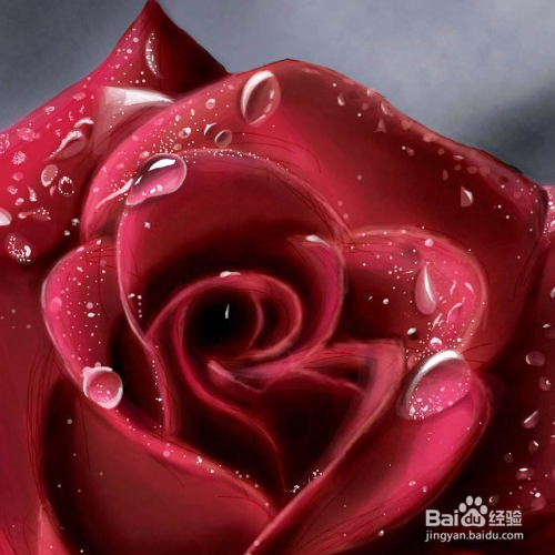 玫瑰花黄叶掉叶怎么办