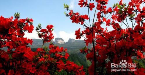 金佛山杜鹃花赏花路线