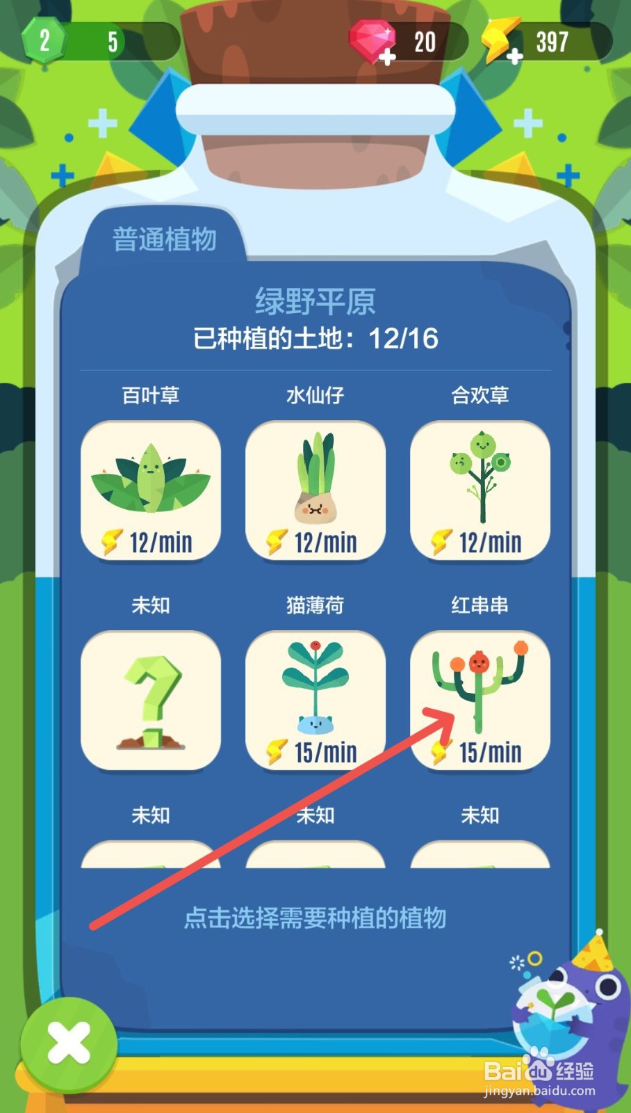 口袋植物怎么种植红串串植物