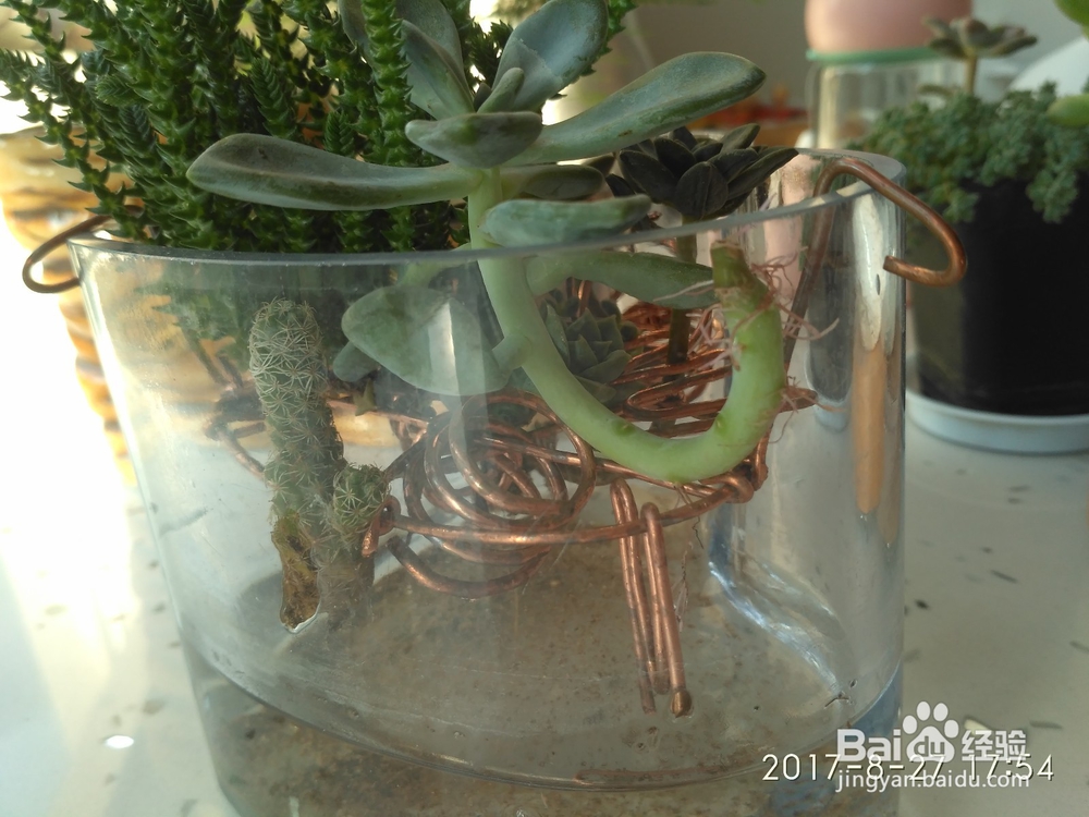 我是如何用玻璃杯水培多肉植物的