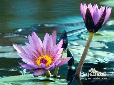 精品荷花苗的价格及种植方法