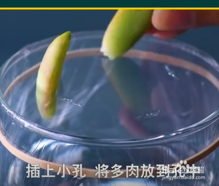 植物种植的小妙招。