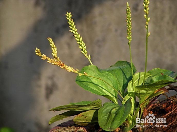 退烧神药车前草