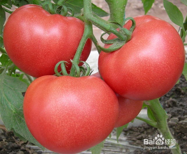 您知道这些蔬菜是不可以去皮吃的吗？