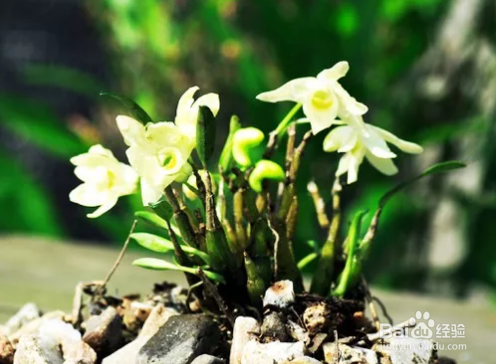 怎么区分霍山石斛和铁皮石斛