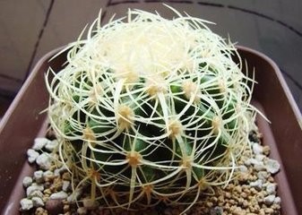 如何养殖仙人球