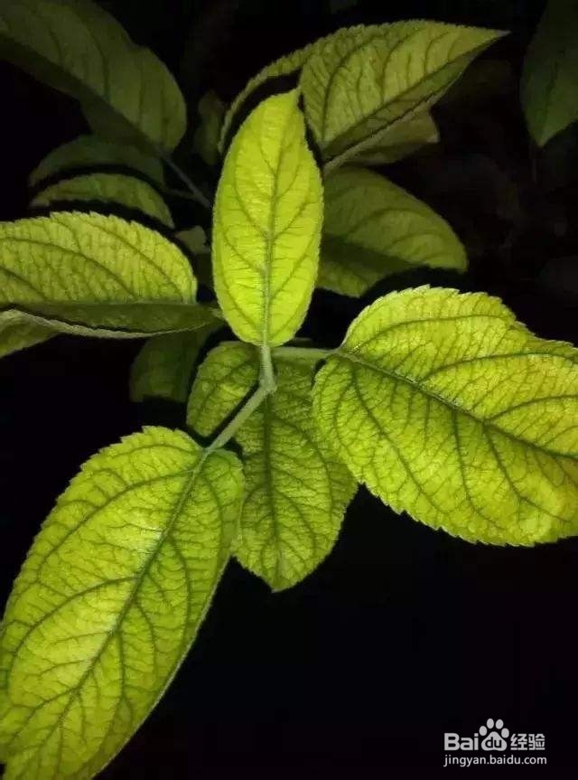 锰元素对植物生长的作用