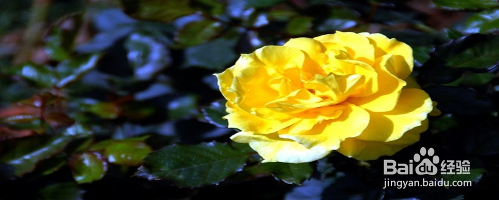 月季花怎样插枝容易活