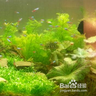 鱼缸杂质太多怎么办