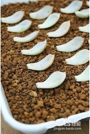 冬天多肉叶片扦插方法