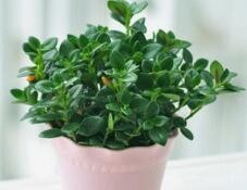 金鱼吊兰怎么修剪